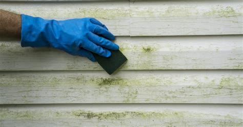 mildew on wood siding